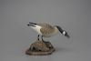 Standing Quarter-Size Goose Oliver "Tuts" Lawson (b. 1938)