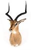 African Impala Trophy Shoulder Mount