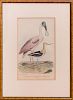 AFTER ALEXANDER WILSON (1766-1813): SPOONBILL, FROM AMERICAN ORNITHOLOGY OR THE NATURAL HISTORY OF THE BIRDS OF THE UNITED ST