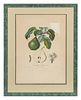 A Set of Six Botanical Prints 19 x 12 1/2 inches.