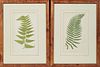 C. E. Faxon, "Davalla Majuscula," and "Asplenia Decurtatum," 19th c., pair of colored fern prints presented in burled wooden 