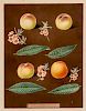 Brookshaw, George (1751-1823) Four Peaches (Plate XXV) from IPomona BritannicaD, London, 1804-1812 (watermaked 1804)