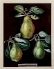 Brookshaw, George (1751-1823) Three Pears (Plate LXXX) -- Six Apples (Plate LXXXVIII) from IPomona BritannicaD, watermarked 1