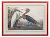 AUDUBON, John James (1785-1851) Purple Heron (Plate CCLVI) Ardea Rufescens