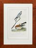 John James Audubon (1785-1851), "Common Harrier," No. 6, Plate 26, 1840, Octavo first edition presented in a walnut frame, H.