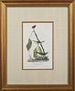 John James Audubon (1785-1851), "Aquatic Wood Wagtail," No. 30, Plate 149, Octavo, first edition, presented in a gilt frame w