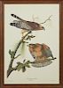 John James Audubon (1785-1851), "Red-Shouldered Hawk," No. 12, Plate 56, Amsterdam edition, presented in a burled walnut fram