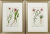 Elizabeth Blackwell (1710-1774), "Pellitory of Spain," Plate 390, and "Scorzonera or Vipers-Grass," Plate 406, hand colored p