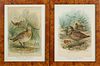 J.G. Keulemans (1842-1912), "Snipe," early 20th c., two German chromolithographs, presented in burled walnut frames, H.- 14 3