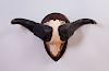 CAPE BUFFALO HORN AND PARTIAL SKULL WALL MOUNT TROPHY