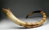 Stunning Large Fossilized Mammoth Tusk
