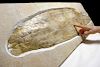 Rare Jurassic Solnhofen Giant Squid Fossil