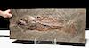 Enormous Eocene Mudfish Fossil from Messel Pit