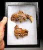 Rare Crocuta European Cave Hyena Fossil Maxillae