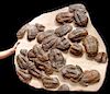 Moroccan Large Asaphus Trilobites Fossil