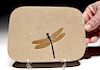 Rare & Large Cretaceous Dragonfly Fossil