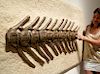 Cretaceous Montana Hadrosaur Articulated Spine Fossil