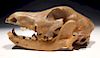 Rare Fossilized Dog Skull from Iron Age Site in Holland