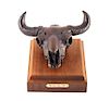 Original Bob Scriver Buffalo Skull Bronze