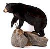 Full Black Bear Taxidermy Trophy Mount - Alberta