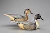 Pinch-Breast Pintail Pair, The Ward Brothers