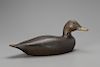 Turned-Head Black Duck, Charles Hart (1862-1960)