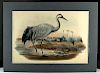 19th C. Gould Hand Colored Lithograph - "Grus Cinerea"