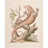 George Edwards Hand-Colored Engravings of Fish and Mammal