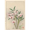 Fujio Yoshida (Japan/Am., 1887-1987), "Dendrobium"