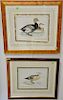 Group of six framed duck prints including (1) Red-Breasted Merganser, printed in Italy by Grafiche Tassotti; (2) Steller's Western D...