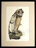 Early 19th C. Selby Colored Engraving, "Short Eared Owl