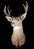 Montana Mule Deer Taxidermy Shoulder Mount