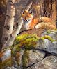 Fox on the Rocks by Bonnie Marris