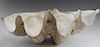 Giant Natural Clam Shell Specimen, H.- 7 3/4 in., W.- 19 3/4 in., D.- 11 in.