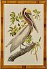 John James Audubon (1785-1851), "Brown Pelican," No. 51, Plate 251, Amsterdam edition, presented in a wide segmented wood frame, H.- 38 3/4 in., W.- 2