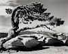 Ansel Adams (American, 1902-1984)  Jeffrey Pine, Sentinel Dome