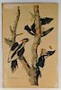 John James Audubon Ivory-Billed Woodpecker Etching