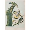 Audubon Chromolithograph, Golden-Winged Woodpecker, Bien Edition