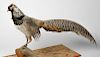 Taxidermy Lady Amherst's Pheasant Standing on Log 