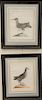 Set of four hand colored bird engravings, 18th/19th century, "Columbo Modanino Minore Columba Mutirenfis Minor", "Colombo Col Minore...