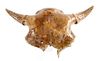 Petrified Hysham Montana Occidentalis Skull