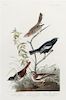 [NATURAL HISTORY]. AUDUBON, John James (1785-1851). Lark Finch -- Prairie Finch -- Brown Song Sparrow (Plate CCCXC). 1837.
