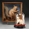 (2) Victorian taxidermy squirrel dioramas