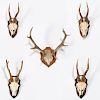 (5) Mounted stag skull trophies