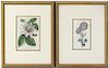 A Group of Seven Handcolored Floral Engravings, Height overall 18 1/4 x width 15 inches.