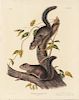 Audubon, John James (1785-1851) Collies Squirrel  , Plate CIV.