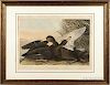 Audubon, John James (1785-1851) Dusky Duck  , Plate 386.