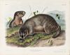 Audubon, John James (1785-1851) Hoary Marmot, The Whistler  , Plate CIII.