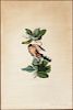 Audubon, John James (1785-1851) Mangrove Cuckoo  , Plate CLXIX.