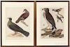 Wilson, Alexander (1766-1813) Plates from American Ornithology   and Bonaparte's Supplement.